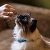Illustration : Votre chat refuse certains m&eacute;dicaments : une &eacute;tude sur l&rsquo;amertume apporte une piste d&rsquo;explication