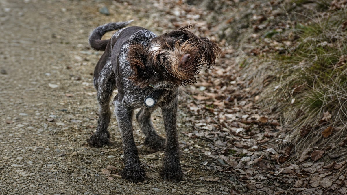 Illustration : "Pourquoi votre chien s'ébroue-t-il fortement après avoir été grondé ?"