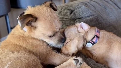 Illustration : Ces 2 chiens autrefois abandonn&eacute;s partagent d&eacute;sormais un canap&eacute;, blottis t&ecirc;te contre t&ecirc;te (vid&eacute;o)