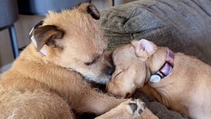 Illustration : Ces 2 chiens autrefois abandonnés partagent désormais un canapé, blottis tête contre tête (vidéo)