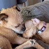 Illustration : Ces 2 chiens autrefois abandonn&eacute;s partagent d&eacute;sormais un canap&eacute;, blottis t&ecirc;te contre t&ecirc;te (vid&eacute;o)