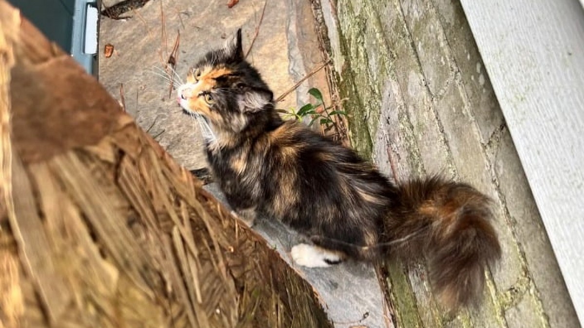 Illustration : "Une femme découvre un chaton seul sur le climatiseur du voisin, puis l’accueille dans son foyer"