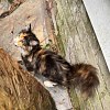 Illustration : Une femme d&eacute;couvre un chaton seul sur le climatiseur du voisin, puis l&rsquo;accueille dans son foyer