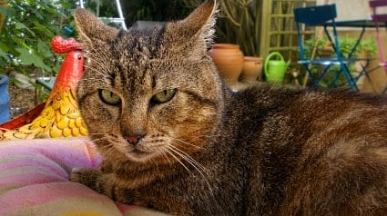 Illustration : Ce chat adopt&eacute; &agrave; 10 ans apr&egrave;s un passage en fourri&egrave;re suit d&eacute;sormais son adoptante comme son ombre