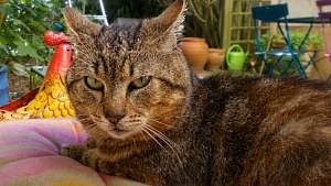 Illustration : Ce chat adopté à 10 ans après un passage en fourrière suit désormais son adoptante comme son ombre