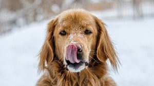 Illustration : Mettre du baume &agrave; l&egrave;vres humain sur la truffe gerc&eacute;e d'un chien est sans danger, vrai ou faux ?