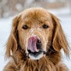 Illustration : Mettre du baume &agrave; l&egrave;vres humain sur la truffe gerc&eacute;e d'un chien est sans danger, vrai ou faux ?
