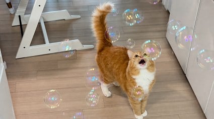 Illustration : D&eacute;couvrant des bulles pour la premi&egrave;re fois, ce chat roux miaule d&rsquo;&eacute;merveillement (vid&eacute;o)