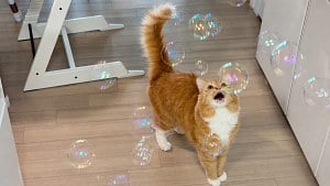 Illustration : Découvrant des bulles pour la première fois, ce chat roux miaule d’émerveillement (vidéo)