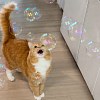 Illustration : D&eacute;couvrant des bulles pour la premi&egrave;re fois, ce chat roux miaule d&rsquo;&eacute;merveillement (vid&eacute;o)