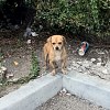 Illustration : Abandonn&eacute; sur un parking avec sa caisse et ses gamelles, ce Chihuahua attendait cach&eacute; dans les buissons (vid&eacute;o)