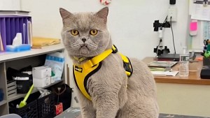 Illustration : Gilet jaune et regard sévère : ce chat arpente les couloirs du collège avec une mission très douce (vidéo)