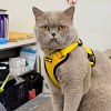 Illustration : Gilet jaune et regard s&eacute;v&egrave;re : ce chat arpente les couloirs du coll&egrave;ge avec une mission tr&egrave;s douce (vid&eacute;o)