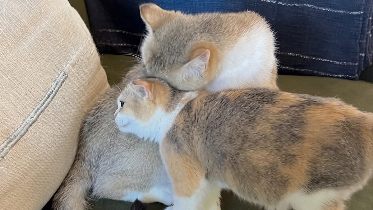 Illustration : "« Mon rêve, c'est que les deux soient adoptées ensemble » : l'appel du pied aux adoptants pour cette chatte et son petit inséparables (vidéo)"