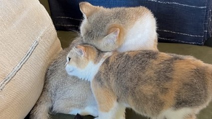 Illustration : &laquo; Mon r&ecirc;ve, c'est que les deux soient adopt&eacute;es ensemble &raquo; : l'appel du pied aux adoptants pour cette chatte et son petit ins&eacute;parables (vid&eacute;o)