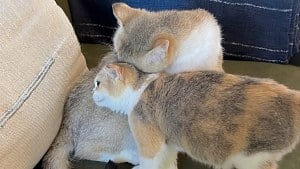 Illustration : « Mon rêve, c'est que les deux soient adoptées ensemble » : l'appel du pied aux adoptants pour cette chatte et son petit inséparables (vidéo)