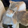 Illustration : &laquo; Mon r&ecirc;ve, c'est que les deux soient adopt&eacute;es ensemble &raquo; : l'appel du pied aux adoptants pour cette chatte et son petit ins&eacute;parables (vid&eacute;o)