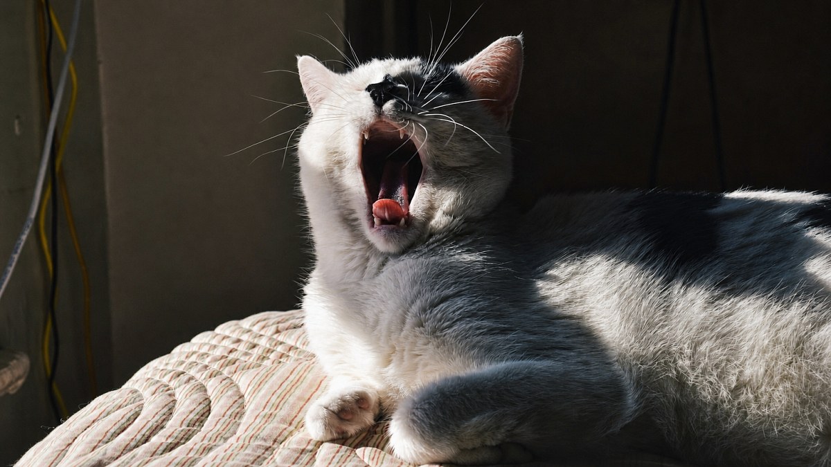 Illustration : "Votre chat bâille quand vous lui parlez, mais cela ne veut pas forcément dire qu’il est fatigué"