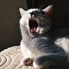Illustration : Votre chat b&acirc;ille quand vous lui parlez, mais cela ne veut pas forc&eacute;ment dire qu&rsquo;il est fatigu&eacute;