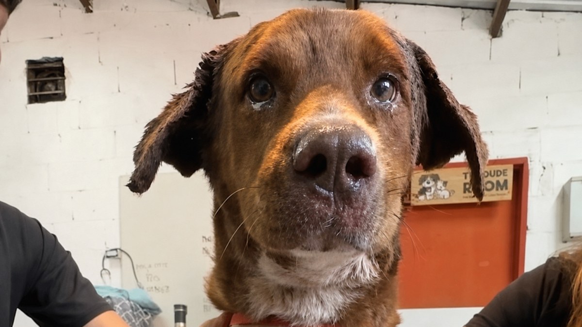 Illustration : "Retrouvé couvert de sang, ce chien n'a pas quitté son ami blessé jusqu'à l'intervention d'une association"