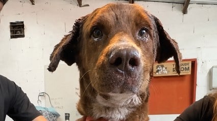 Illustration : Retrouv&eacute; couvert de sang, ce chien n'a pas quitt&eacute; son ami bless&eacute; jusqu'&agrave; l'intervention d'une association