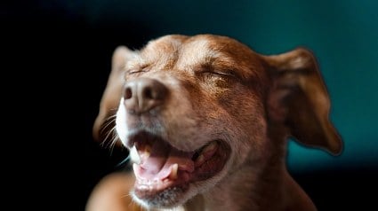 Illustration : Votre chien cligne lentement des yeux en vous regardant, mais ce n&rsquo;est pas toujours un signe d&rsquo;affection