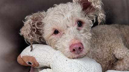 Illustration : &laquo; Nous ne l'abandonnerons pas &raquo; : laiss&eacute; pour mort au fond d'une ruelle, ce chien paralys&eacute; s'accroche &agrave; la vie