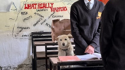 Illustration : Un chien suit sa jeune ma&icirc;tresse en classe, puis revient au m&ecirc;me bureau une semaine plus tard