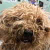 Illustration : Enferm&eacute;e jour et nuit dans une cuisine &agrave; Livry-Gargan (93), cette chienne de 10 ans cachait une terrible souffrance sous son pelage emm&ecirc;l&eacute;
