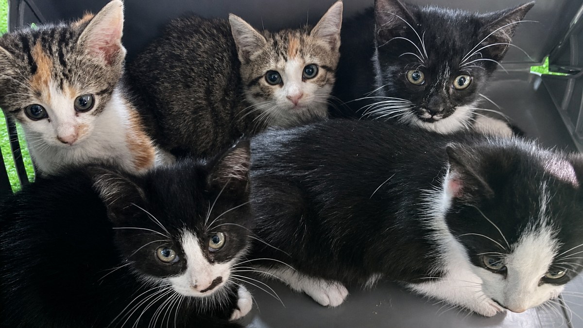 Illustration : "Trouvés derrière un salon de manucure, une chatte et ses 5 chatons ont failli ne pas passer la semaine (vidéo)"
