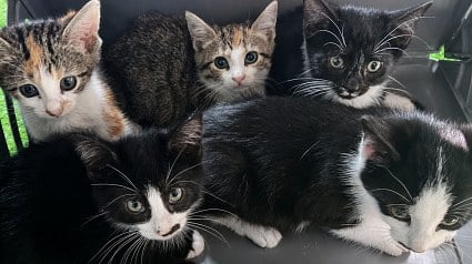 Illustration : Trouv&eacute;s derri&egrave;re un salon de manucure, une chatte et ses 5 chatons ont failli ne pas passer la semaine (vid&eacute;o)
