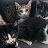 Illustration : Trouv&eacute;s derri&egrave;re un salon de manucure, une chatte et ses 5 chatons ont failli ne pas passer la semaine (vid&eacute;o)