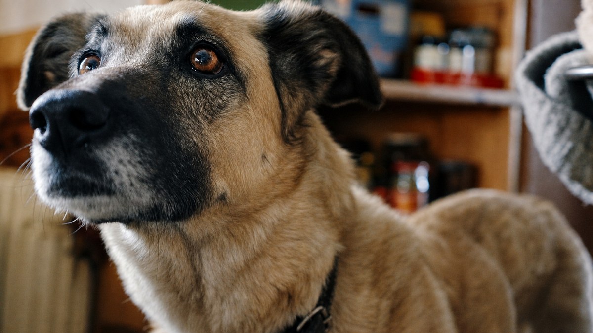 Illustration : "Les chiens sont-ils capables de détecter une situation anormale ? Une étude révèle leur sens de l’observation"