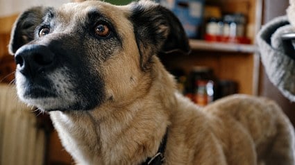 Illustration : Les chiens sont-ils capables de d&eacute;tecter une situation anormale ? Une &eacute;tude r&eacute;v&egrave;le leur sens de l&rsquo;observation