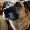 Illustration : Les chiens sont-ils capables de d&eacute;tecter une situation anormale ? Une &eacute;tude r&eacute;v&egrave;le leur sens de l&rsquo;observation