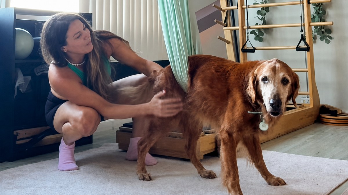 Illustration : "Un Golden Retriever incapable de bouger ses pattes à 15 ans, il revit grâce à la discipline enseignée par sa maîtresse (vidéo)"
