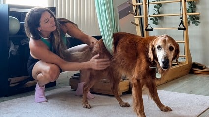 Illustration : Un Golden Retriever incapable de bouger ses pattes &agrave; 15 ans, il revit gr&acirc;ce &agrave; la discipline enseign&eacute;e par sa ma&icirc;tresse (vid&eacute;o)
