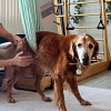 Illustration : Un Golden Retriever incapable de bouger ses pattes &agrave; 15 ans, il revit gr&acirc;ce &agrave; la discipline enseign&eacute;e par sa ma&icirc;tresse (vid&eacute;o)