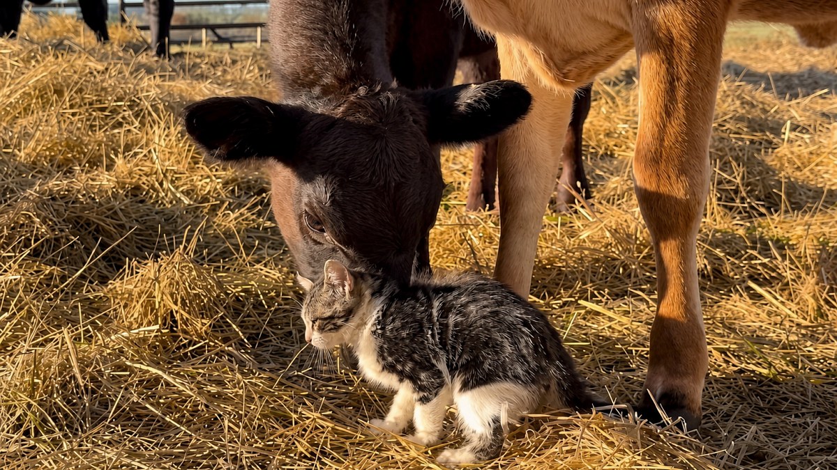 Illustration : "Léché avec douceur par 2 veaux, ce chaton noir et blanc semble avoir trouvé sa nouvelle famille (vidéo)"