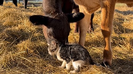 Illustration : L&eacute;ch&eacute; avec douceur par 2 veaux, ce chaton noir et blanc semble avoir trouv&eacute; sa nouvelle famille (vid&eacute;o)