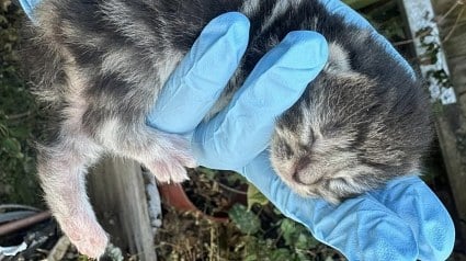 Illustration : N&eacute;s au pied d'une cl&ocirc;ture, 5 chatons voient leur destin basculer gr&acirc;ce &agrave; la vigilance d'un riverain (vid&eacute;o)