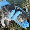 Illustration : N&eacute;s au pied d'une cl&ocirc;ture, 5 chatons voient leur destin basculer gr&acirc;ce &agrave; la vigilance d'un riverain (vid&eacute;o)