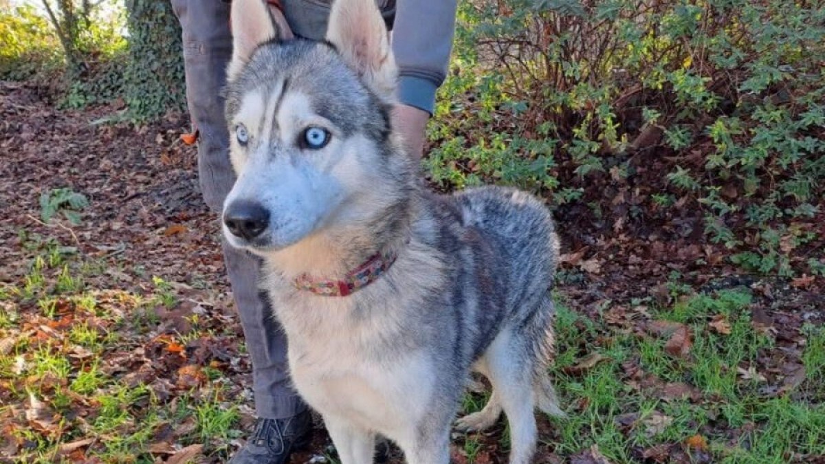 Illustration : "Husky Sibérien : après l'incendie de sa maison, ce chien de 11 ans attend une famille dans le Morbihan"