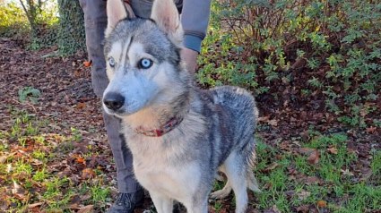 Illustration : Husky Sib&eacute;rien : apr&egrave;s l'incendie de sa maison, ce chien de 11 ans attend une famille dans le Morbihan