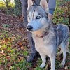 Illustration : Husky Sib&eacute;rien : apr&egrave;s l'incendie de sa maison, ce chien de 11 ans attend une famille dans le Morbihan