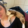 Illustration : 20 photos de chiots qui dorment dans des positions peu ordinaires