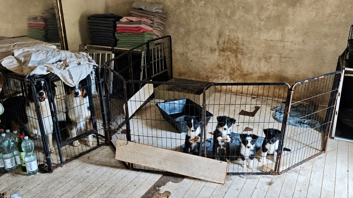 Illustration : "Déjà interdite de détenir des animaux, elle cachait 53 chiens et chevaux dans des conditions alarmantes"