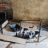 Illustration : D&eacute;j&agrave; interdite de d&eacute;tenir des animaux, elle cachait 53 chiens et chevaux dans des conditions alarmantes