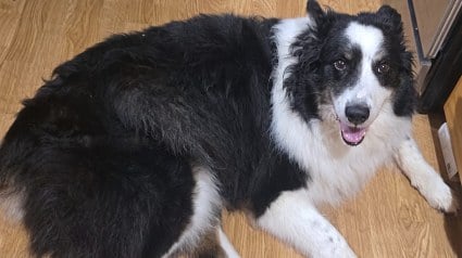 Illustration : &laquo; C'est un &eacute;norme myst&egrave;re &raquo; : disparu depuis 14 jours, ce chien est localis&eacute; &agrave; plus de 1 600 km de sa maison