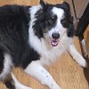 Illustration : &laquo; C'est un &eacute;norme myst&egrave;re &raquo; : disparu depuis 14 jours, ce chien est localis&eacute; &agrave; plus de 1 600 km de sa maison